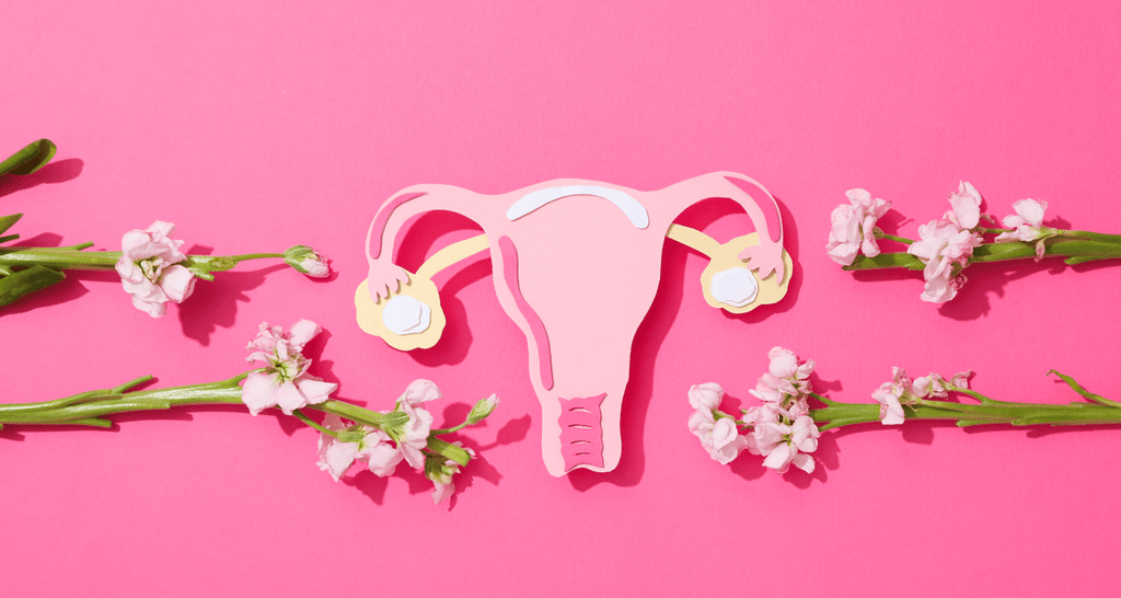 COMMENT L'UTÉRUS ÉVOLUE TOUT AU LONG DU CYCLE MENSTRUEL ?